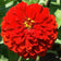 Zinnia elegans 'Scarlet Flame'