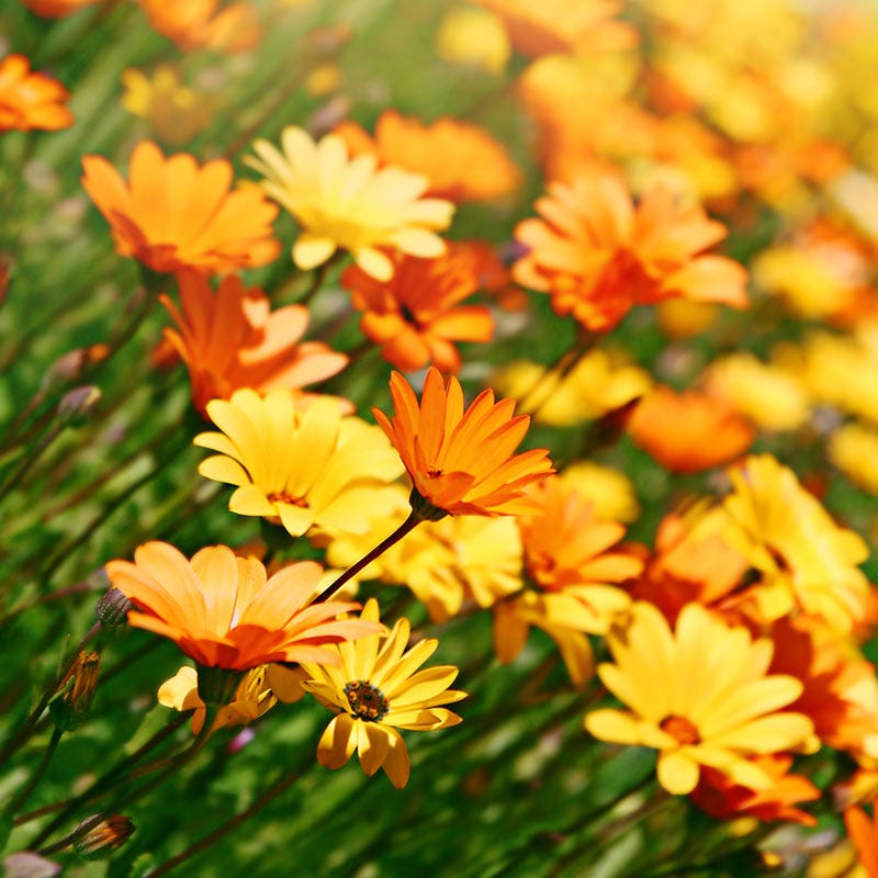 planting african daisy seeds African Daisy Seeds, Dimorphotheca