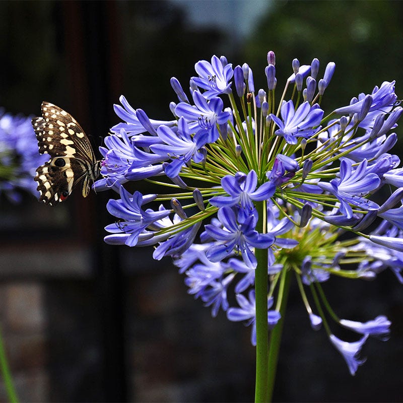 blue african lily flower African Lily