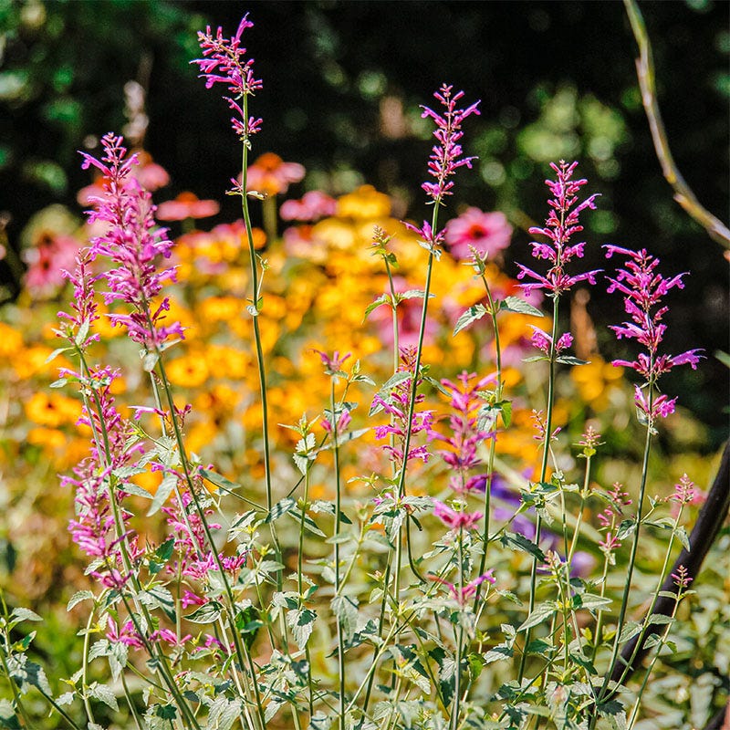 Heat Wave Hyssop, Agastache