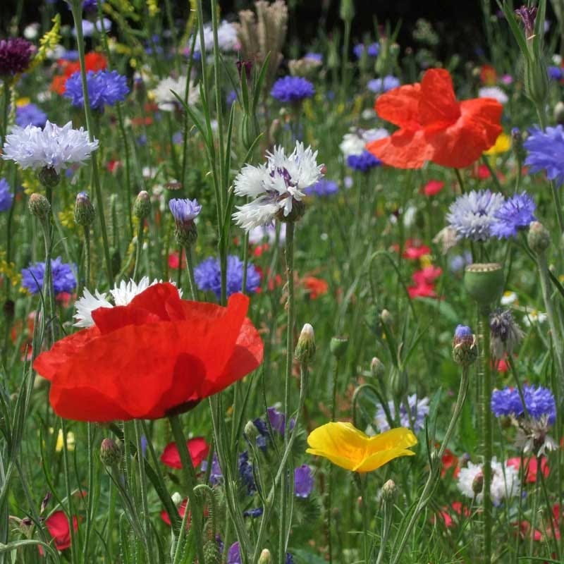 annual wild flower seeds All Annual Bold Color Wildflower Seed Mix