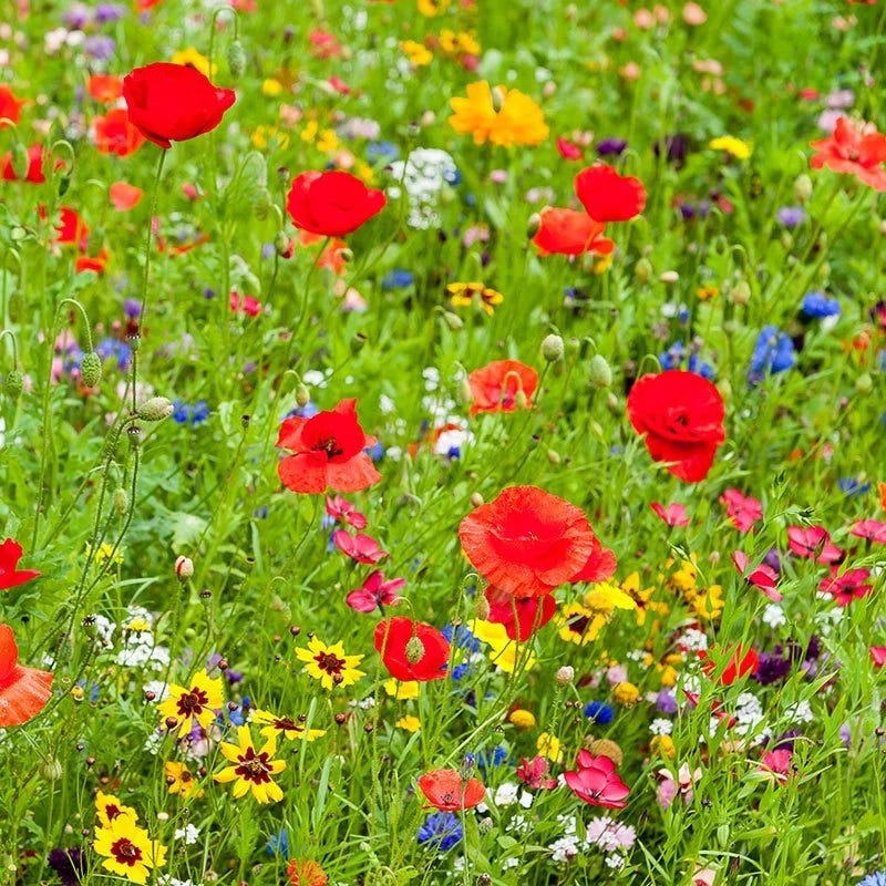 meadow flower seeds bulk All Annual Big Color Wildflower Seed Mix