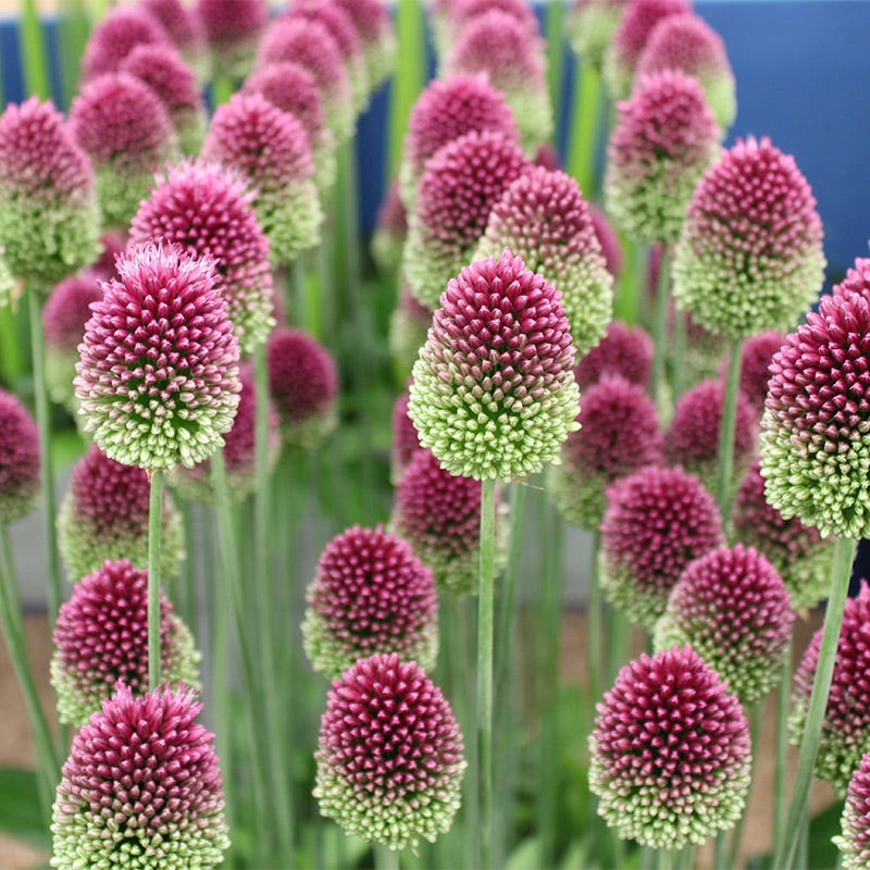 Drumstick Allium | Purple | Bag of 25 by American Meadows