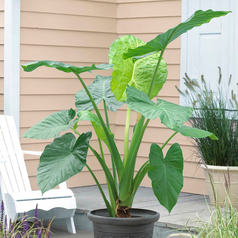 Upright Elephant Ears, Alocasia odora