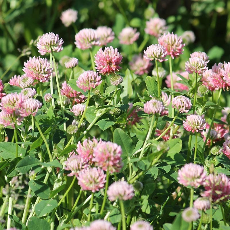 clover plant seeds 50 lb Alsike Clover Seeds
