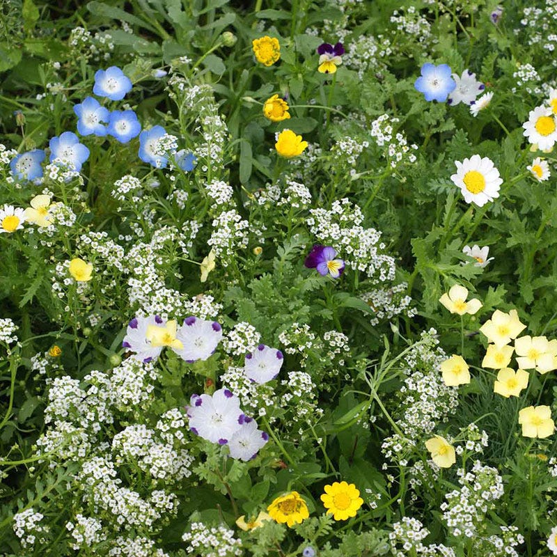 wildflower seeds on grass Alternative Lawn Wildflower Seed Mix