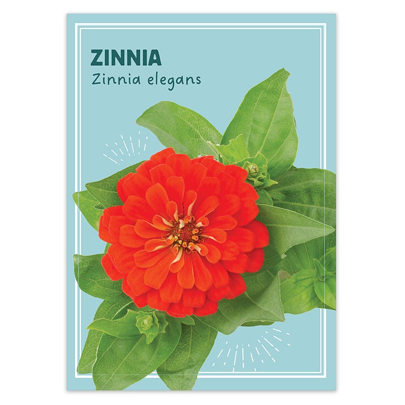 zinnia flower seed packets Zinnia Seed Favor Packet by American Meadows