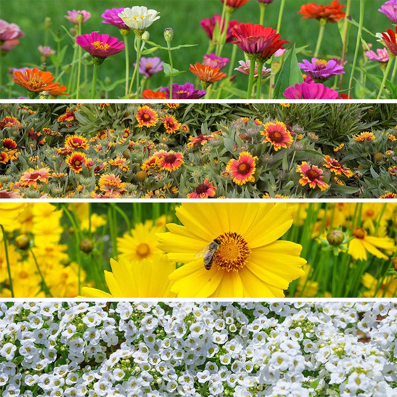 deer resistant wildflower seed mix Deer Resistant Wildflower Seed Collection