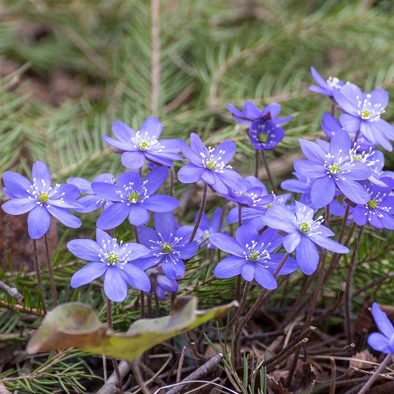hepatica flower seeds Hepatica
