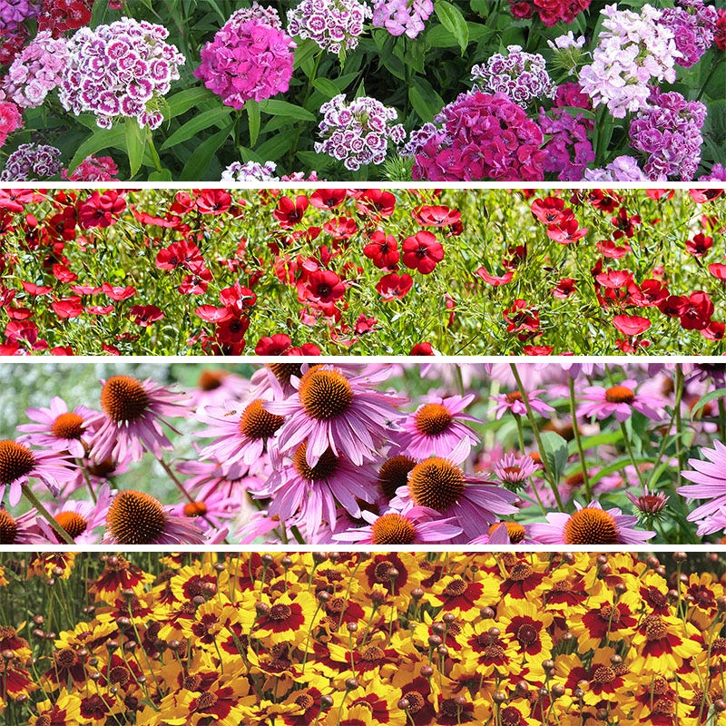 shade tolerant wildflower seeds Shade Wildflower Seed Collection