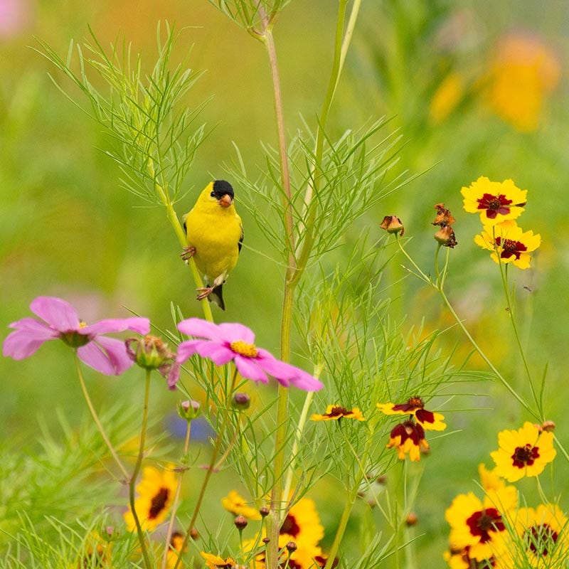 wildflower seeds for birds Backyard Birding Wildflower Seed Mix
