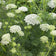 Bishop's Flower Seeds|Bishop's Flower, Ammi majus, False Queen Anne's Lace