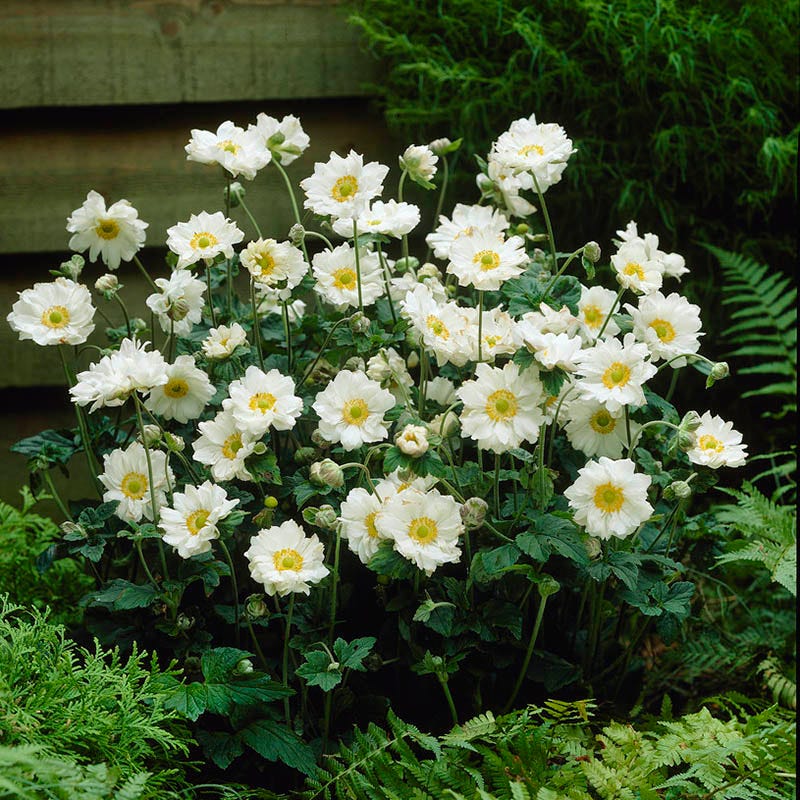 Anemone hybrida Whirlwind, Windflower