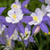 Blue Columbine Seeds|Blue and White Blue Columbine Seeds, Aquilegia caerulea