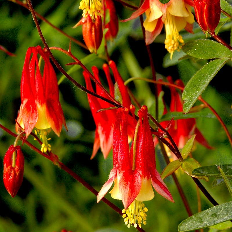 Eastern Red Columbine Seeds, Aquilegia canadensis