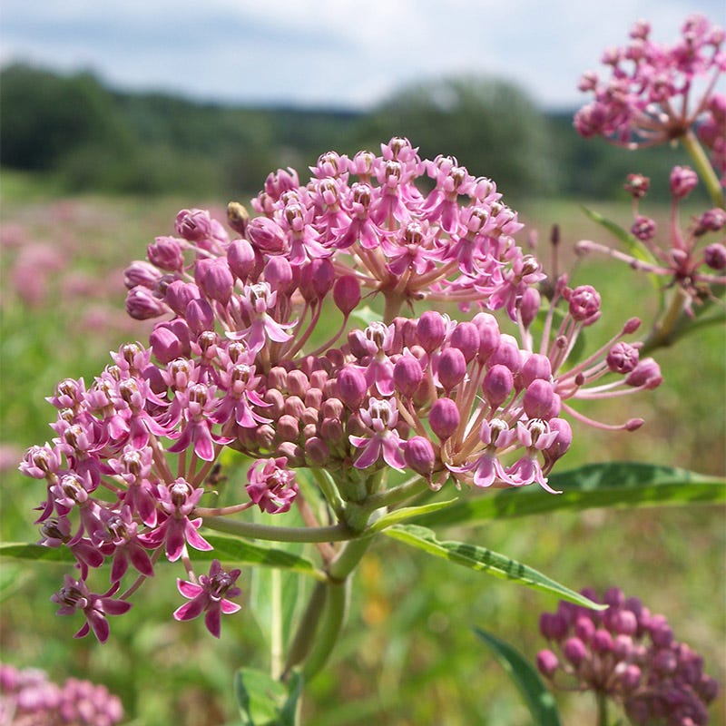 rose milkweed seeds Swamp Milkweed Seeds | Pink