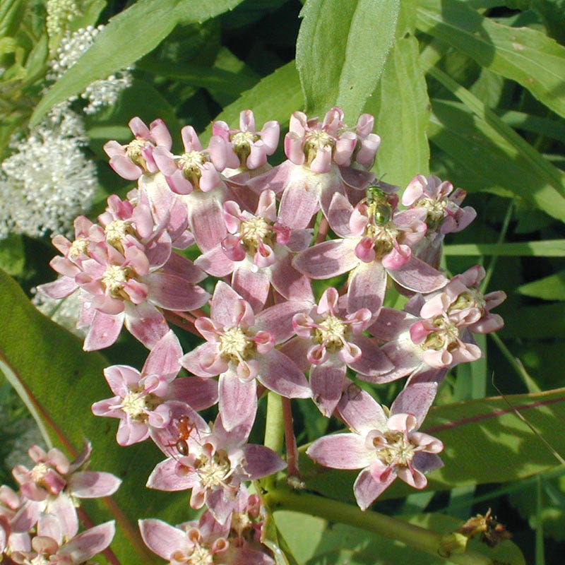 spring planting milkweed seeds Prairie Milkweed Seeds, Asclepias sullivantii