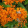 Butterfly Weed Seeds|Orange Butterfly Weed Seeds, Asclepias tuberosa with bee