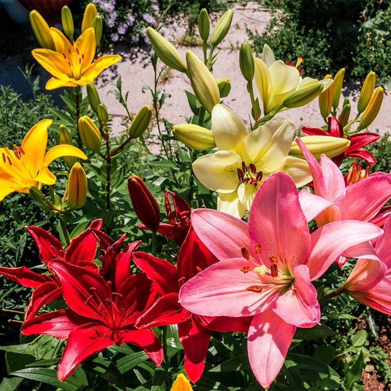 asiatic lily seeds for sale Asiatic Lily Mix