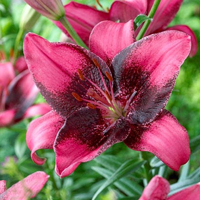 asiatic lily blue Purple Eye Asiatic Lily Bulbs, Lilium