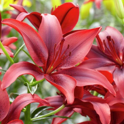 deep red asiatic lilies Black Out Asiatic Lily Bulbs, Lilium