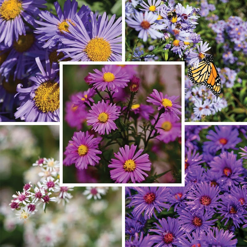 Aster Extravaganza Collection | Late-Season Pollinator Color
