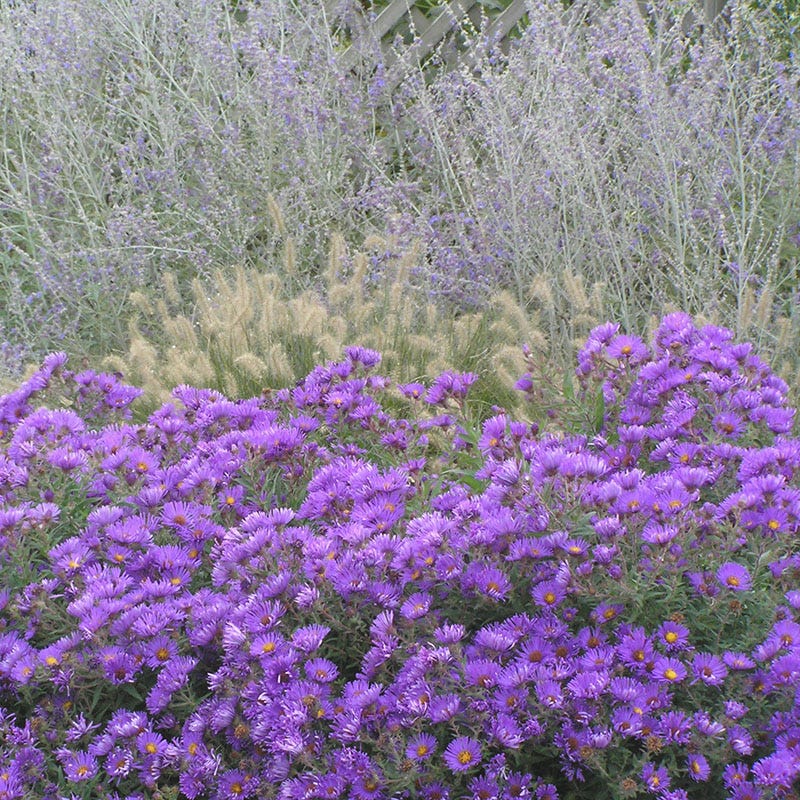 Dome New England Aster | Purple | Plant