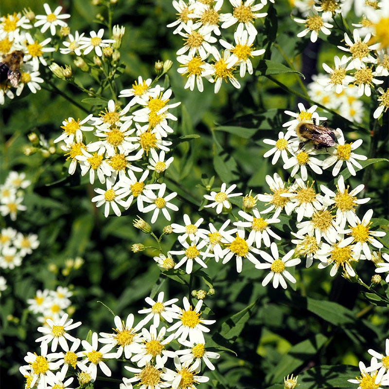 aster family plant clingy seeds Flat Top Aster Seeds | White
