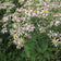 Big Leaf Aster Seeds