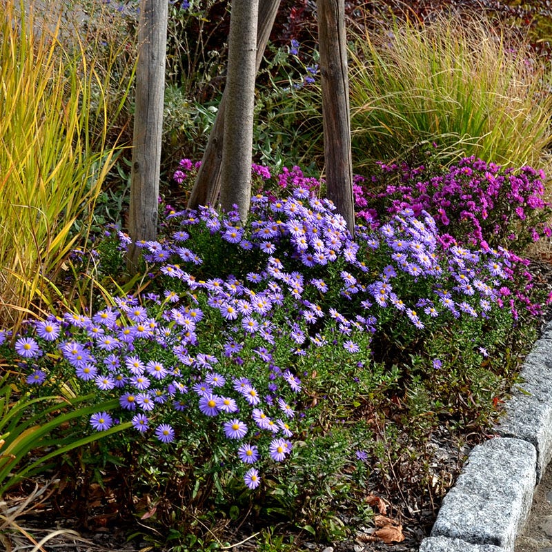 Wood's Blue Aster | American Meadows