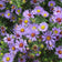 Aromatic Aster Seeds