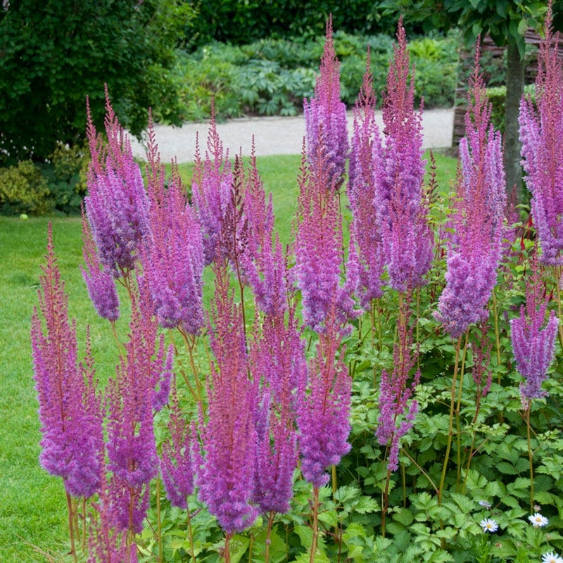 lavender astilbe plant Purpurkerze Astilbe, Chinese Astilbe
