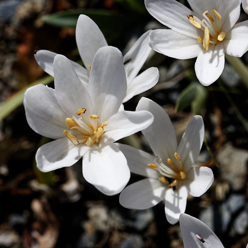 Autumn Colchicum | White