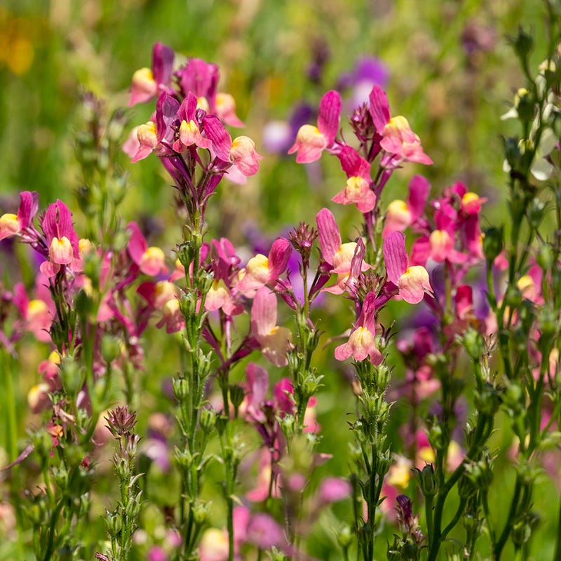 snapdragon plant seeds Baby Snapdragon Seeds