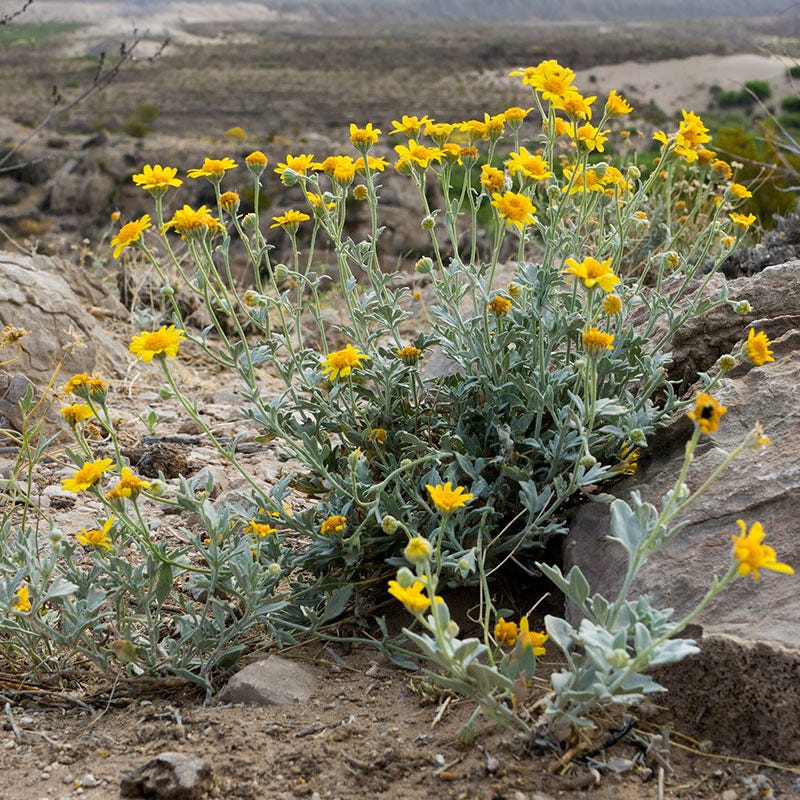 Desert Marigold Seeds | Yellow | Packet by American Meadows