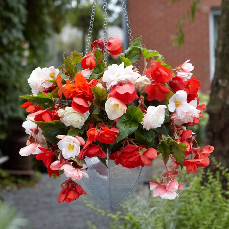 begonia plant in pot Odorata Begonia Mix