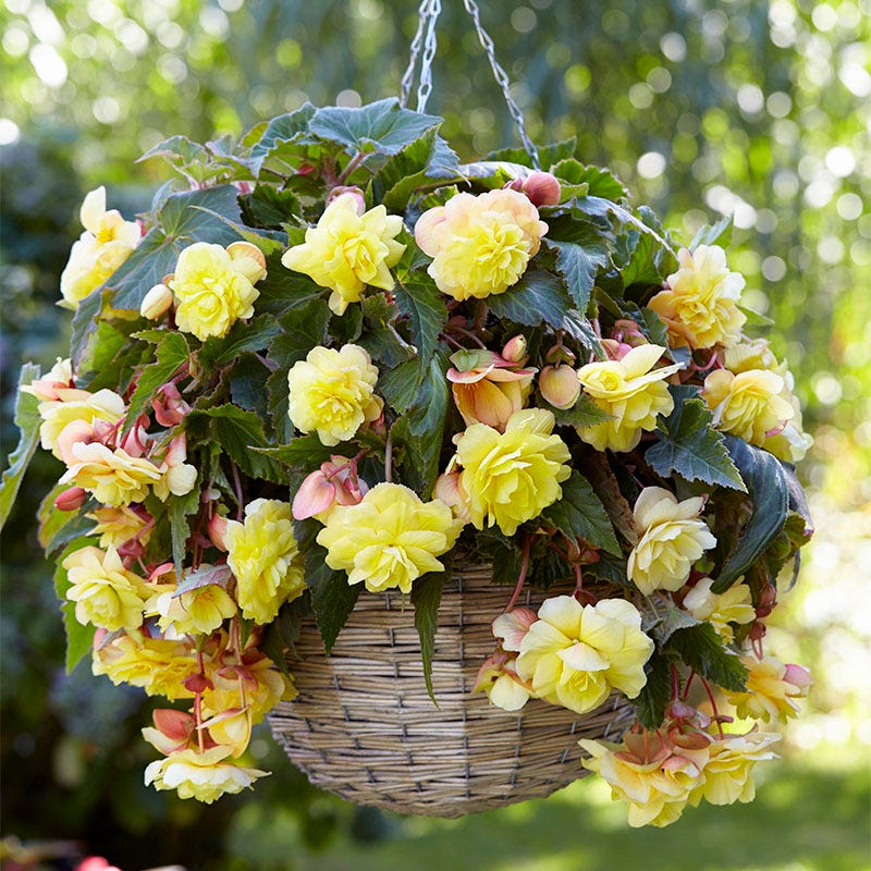 fragrant hanging basket plants Sunny Dream Fragrant Begonia