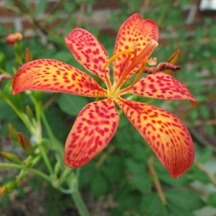 iris lily flower Blackberry Lily, Iris domestica