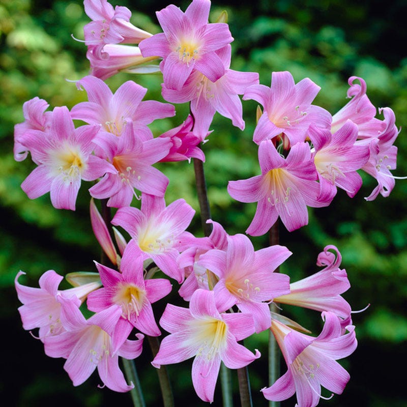 naked lady flower seeds Belladonna Lily or Naked Ladies