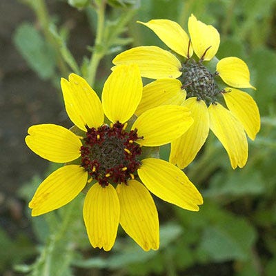 chocolate flower seeds Chocolate Flower Seeds