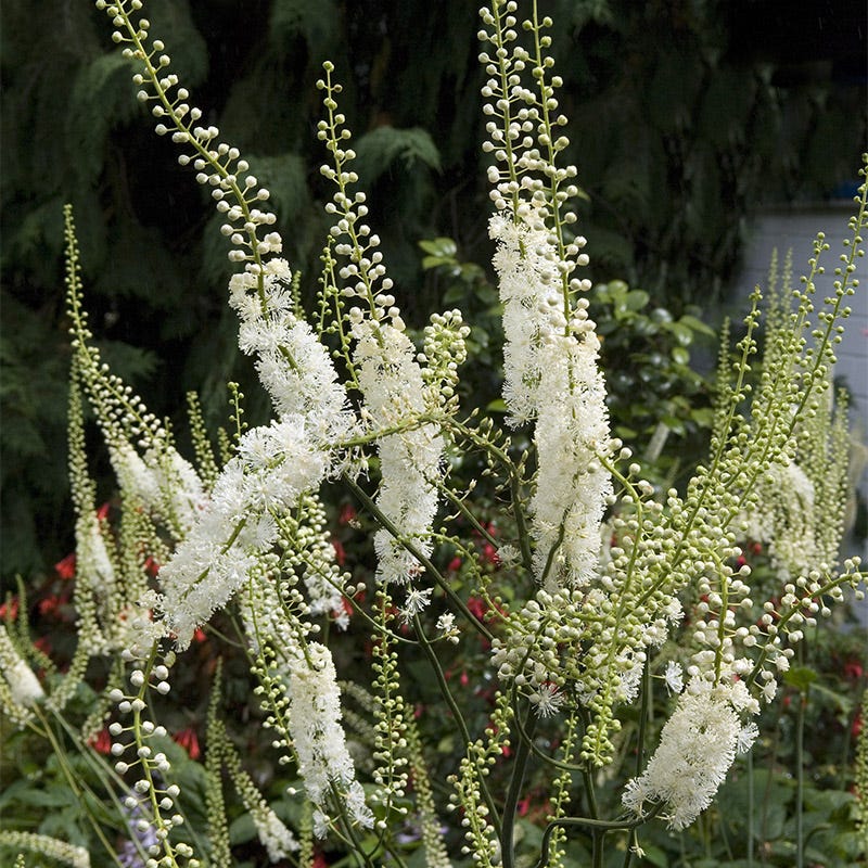 Black Cohosh | White