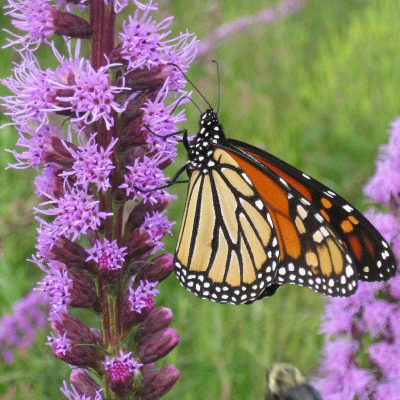 grass herbicide blazing star Blazing Star Seeds | Purple