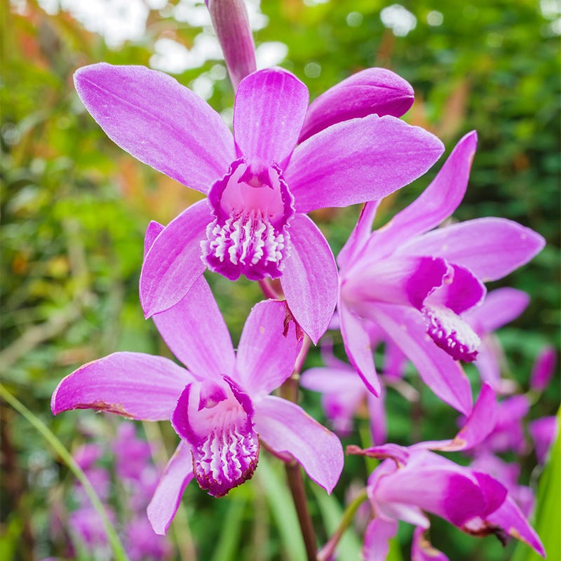 Chinese Ground Orchid, Bletilla striata Pink