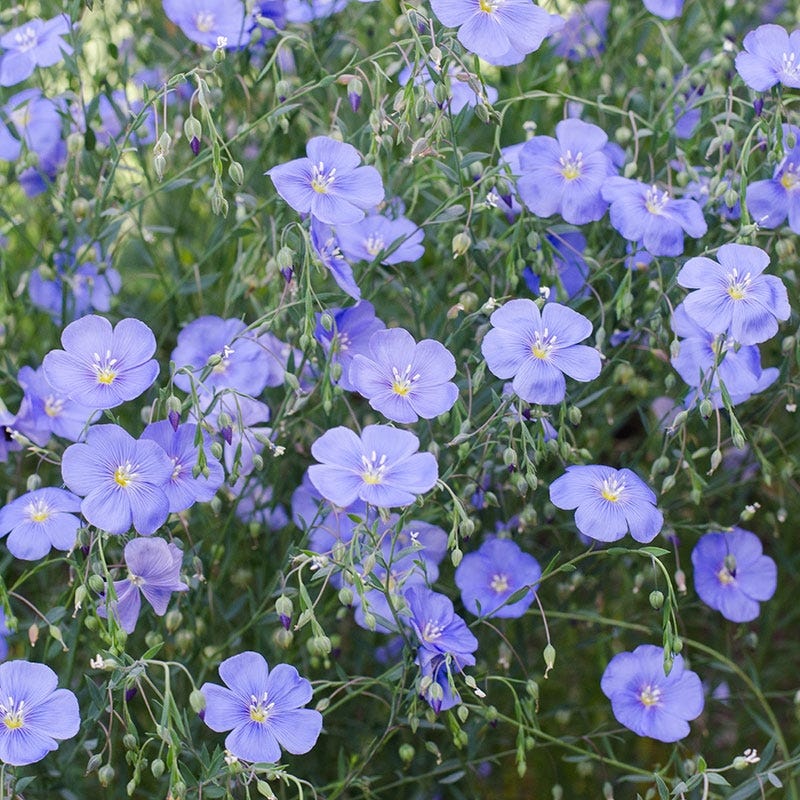 blue flax flower seeds Blue Flax Seeds