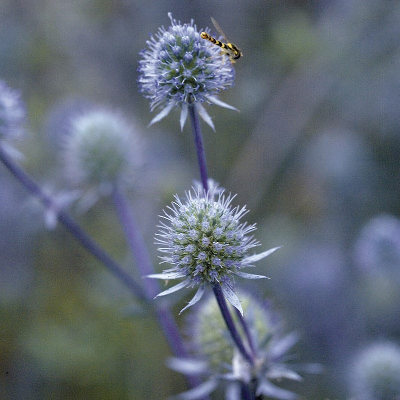 Blue Glitter Sea Holly, Eryngium | American Meadows