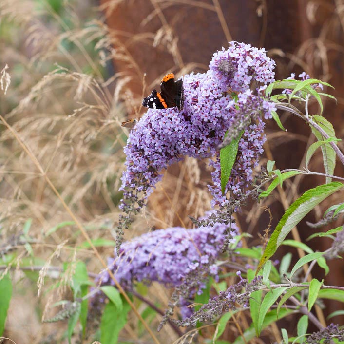 Wisteria Lane Butterfly Bush, Buddleia