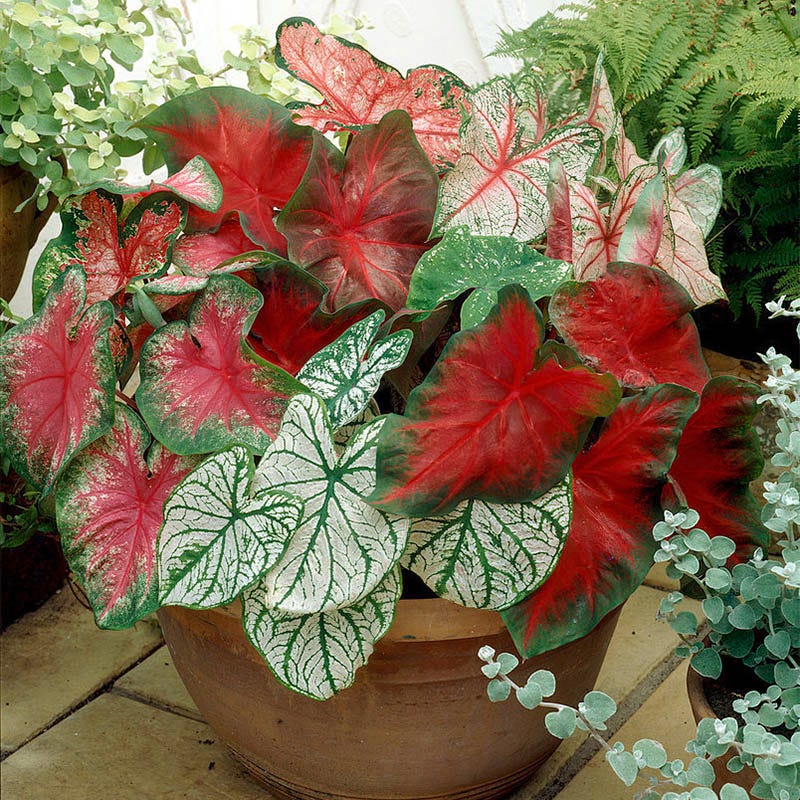 caladium potted plant Caladium Mix