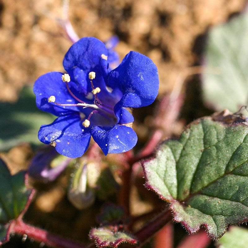 yellow bell flower seeds California Bluebell Seeds | Blue