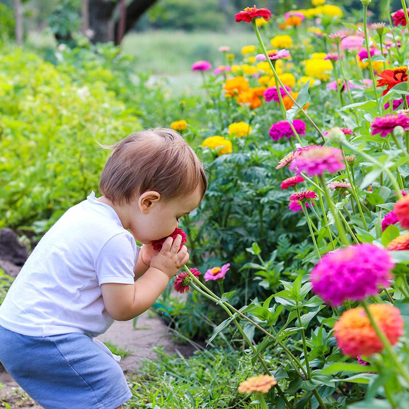 planting california giant zinnia seeds California Giants Zinnia Seeds