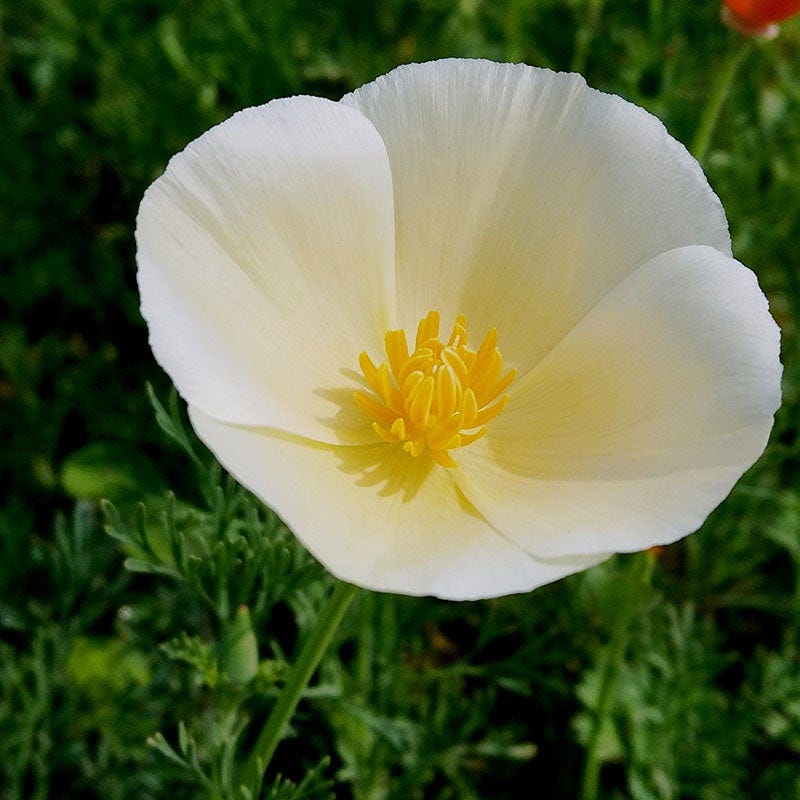 white poppy flower seeds Linen California Poppy Seeds | White